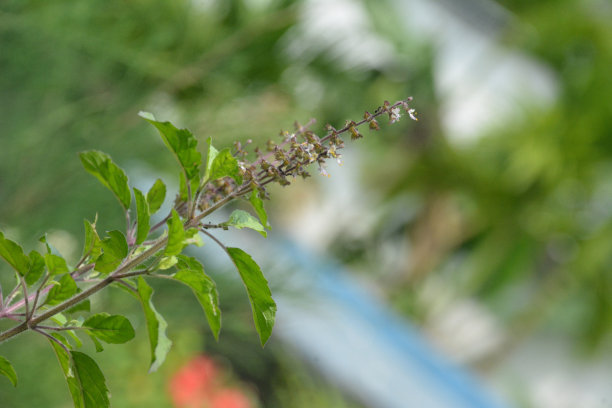 植树节 中式 山水