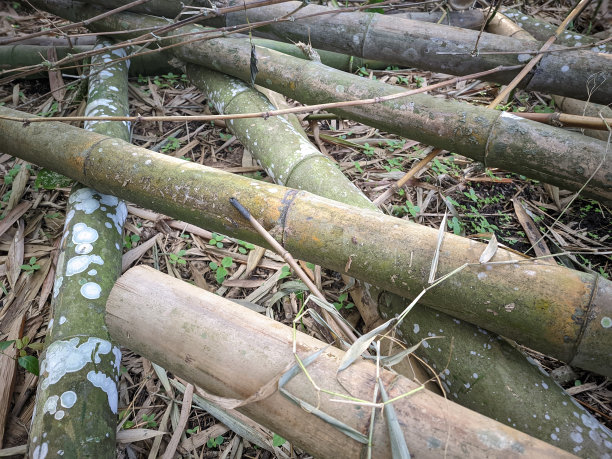 竹林贴图绿色环保素材