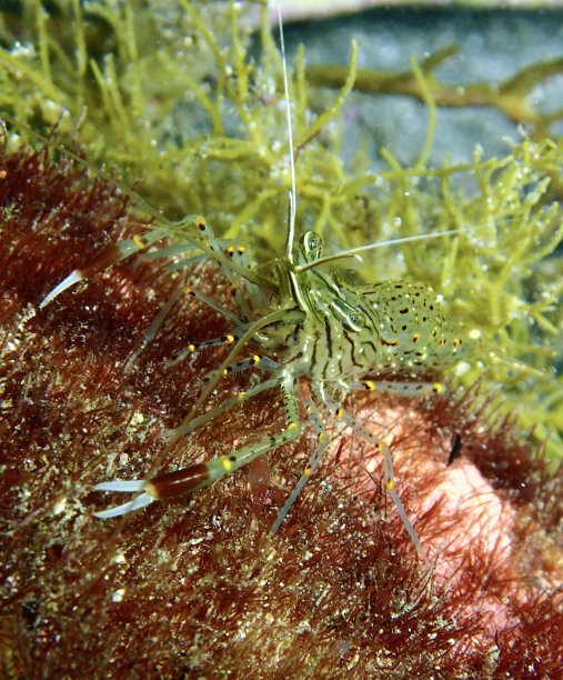 海洋 虾 鱼 生物