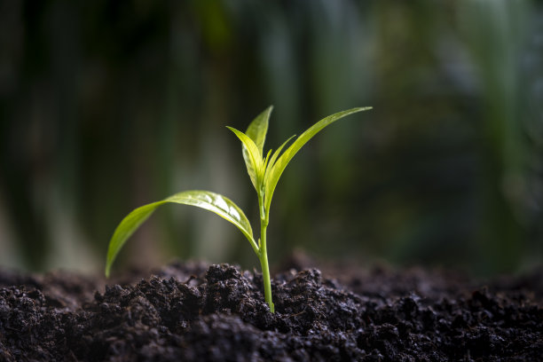 秧苗,肥料,植物学