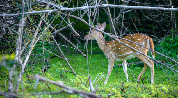 轴鹿,野生动物保护区,自然界