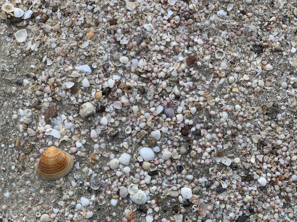 海滩,贝壳,热带气候