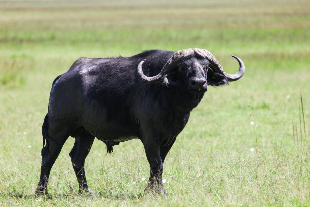 非洲水牛,野生动物保护区,公牛