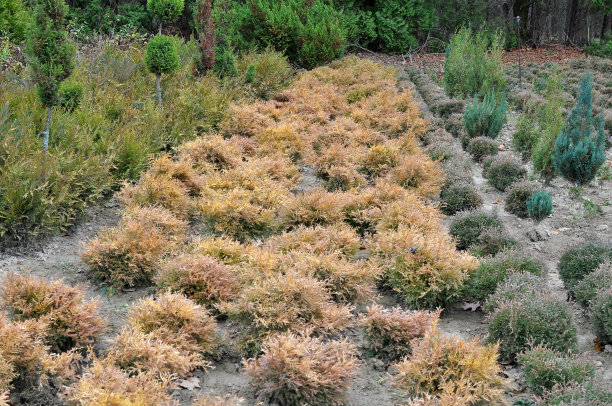 植树节促销