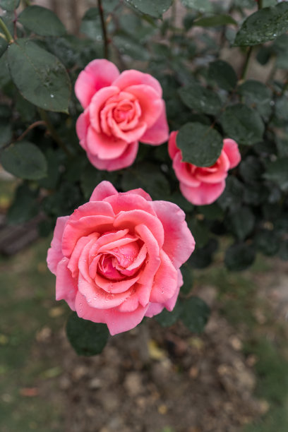 月季玫瑰牡丹图片