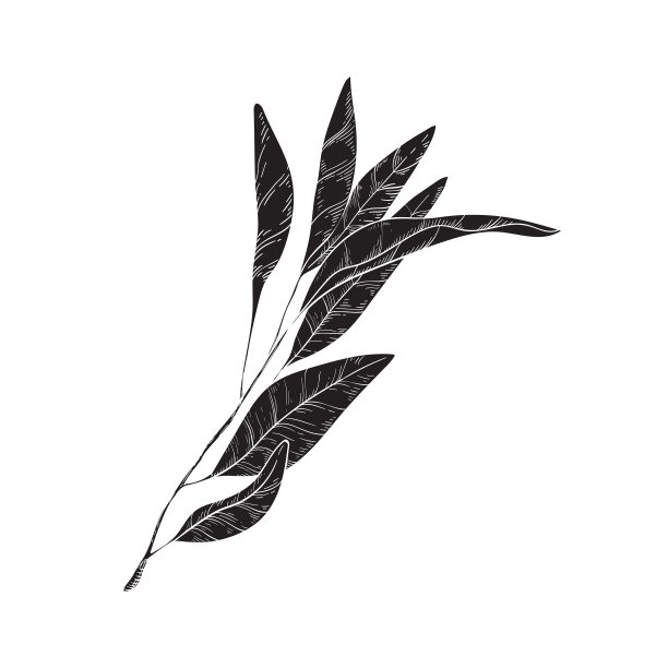 植物精油绿叶logo