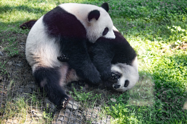 大熊猫,熊猫,濒危物种