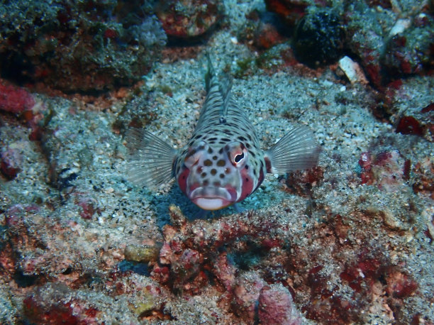 鲈鱼深海花鲈