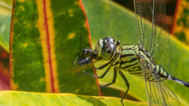 发光眼睛生物特写