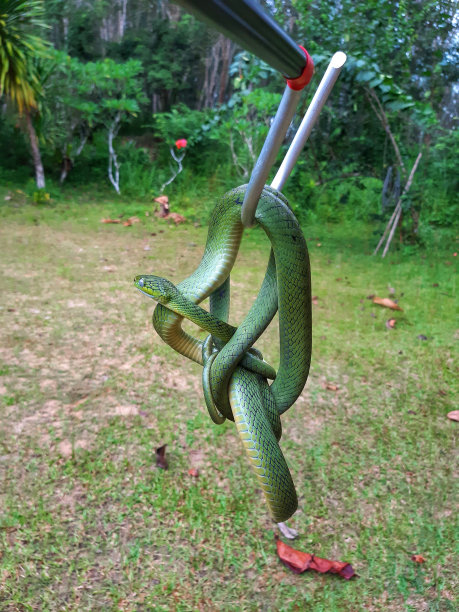 棕色树蛇
