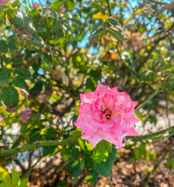 春天花开粉色月季花小花玫瑰