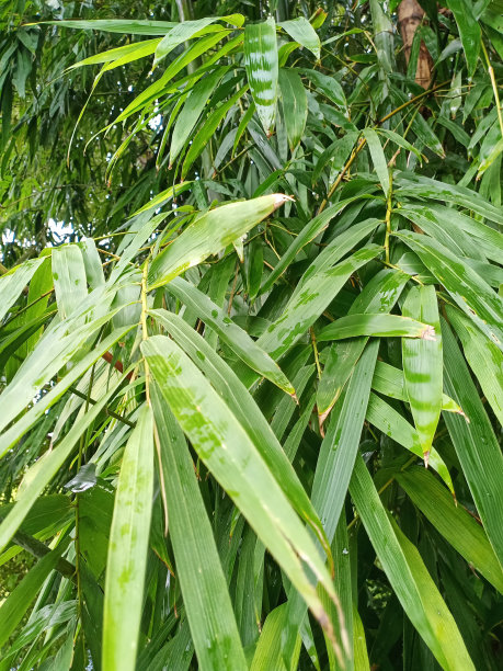 竹林贴图绿色环保素材