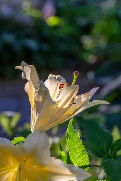 雌蕊,雄蕊,花蕾