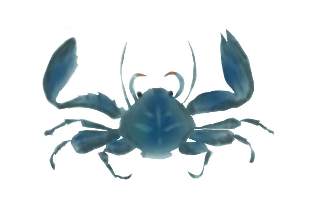 青蟹插画