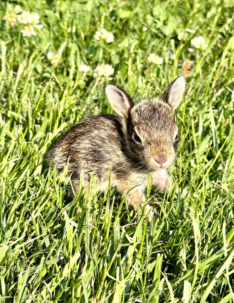 拯救小兔 小兔子