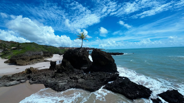 大气海边椰树背景