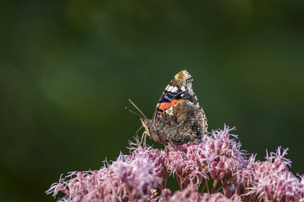 喂养,野生动物,鳞翅类