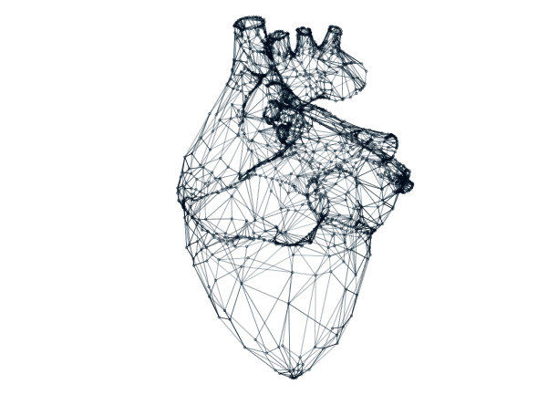 人类心脏,医疗图,解剖模型