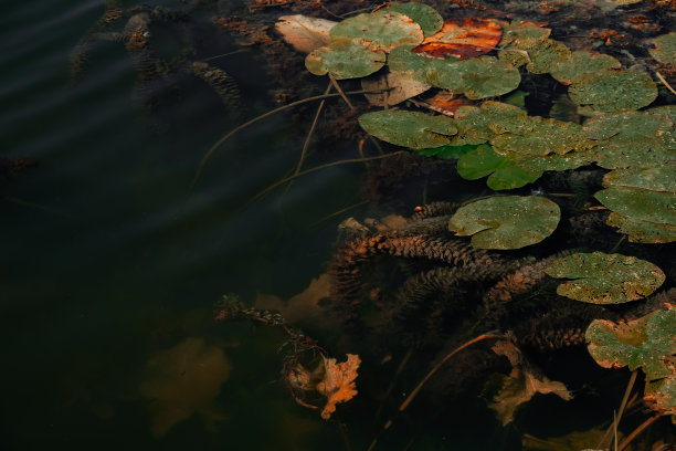 青蛙花纹