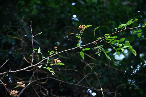 芸香科花椒属植物