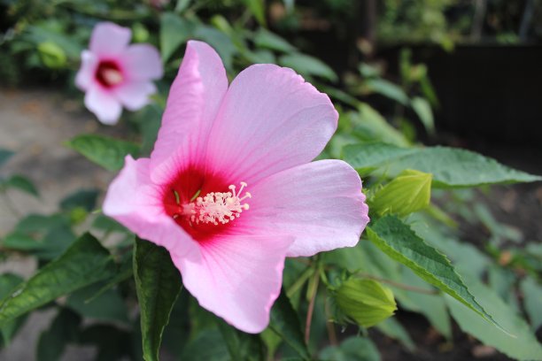 月季花花朵与花蕾