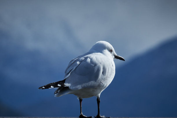 南山中心