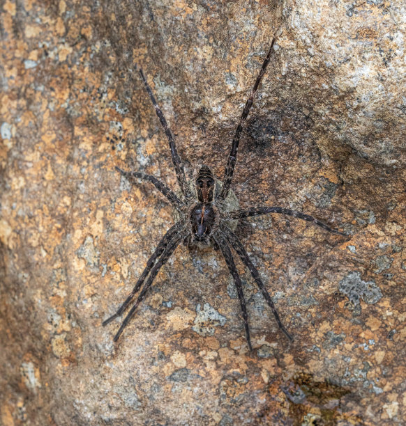 发光眼睛生物特写