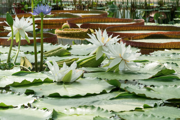 睡莲,植物学,百合花