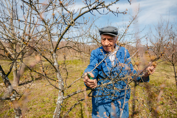 老年男人在果园采摘葡萄