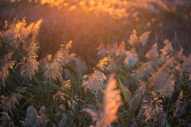 秋季湿地草原清晨