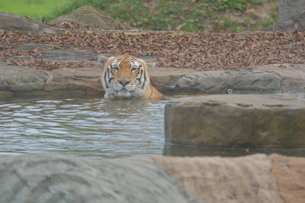 老虎洗澡