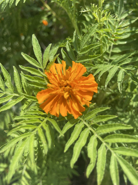 橙色纸花
