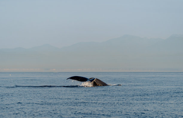 呼吸孔,座头鲸,万德富卡海峡