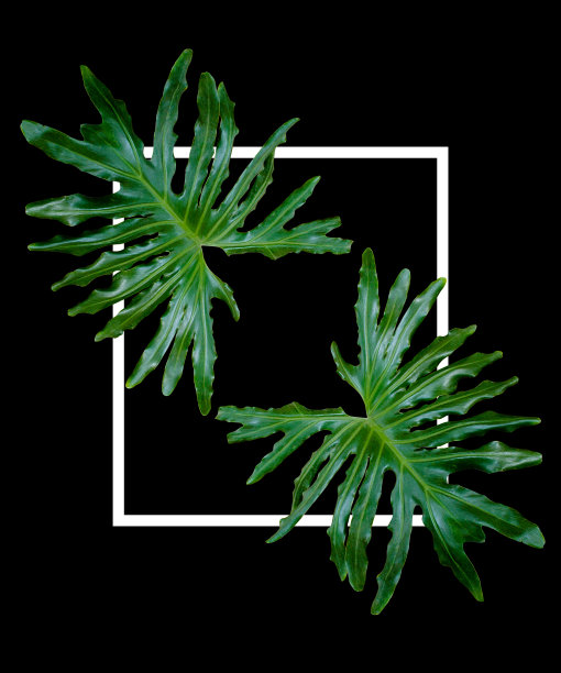 高清黑色背景绿色蕨类植物叶子