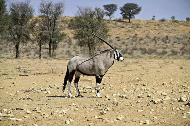 东非大羚羊