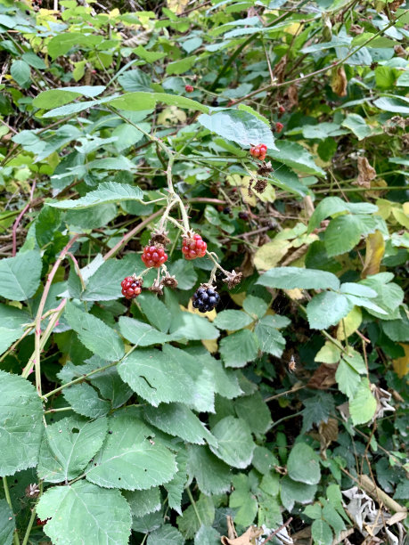 森林野莓
