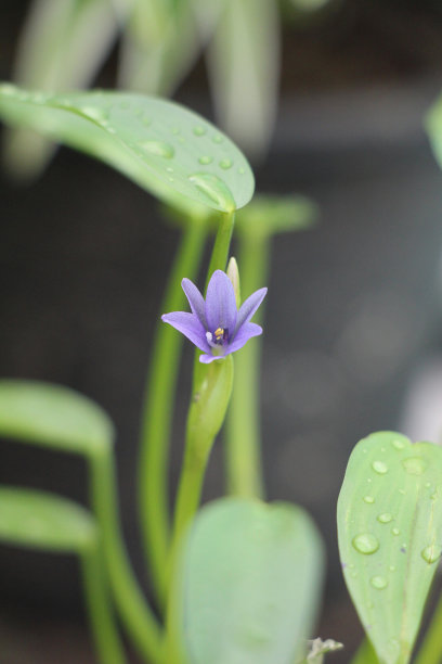 林间绣球花