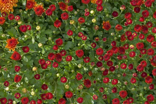 雨后红色菊花绽放摄影特写