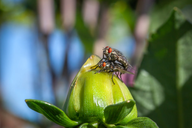 发光眼睛生物特写
