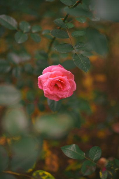 春天花开粉色月季花小花玫瑰