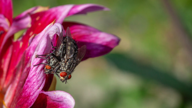发光眼睛生物特写