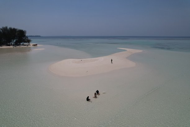 大气海边椰树背景