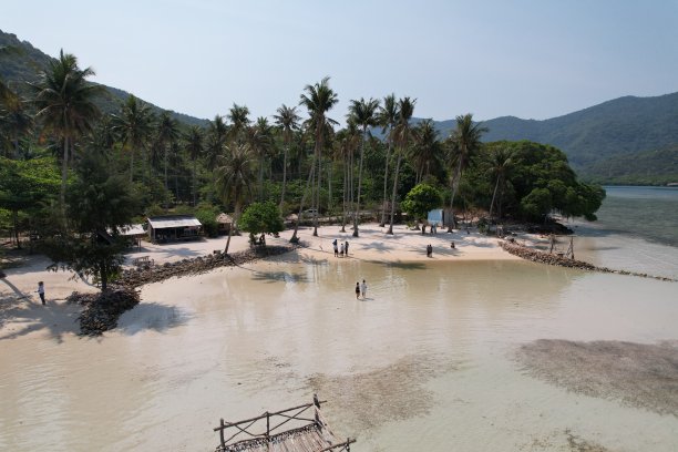 大气海边椰树背景