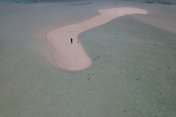 大气海边椰树背景