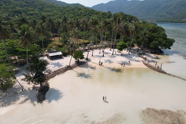 大气海边椰树背景