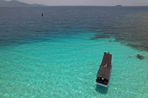 大气海边椰树背景