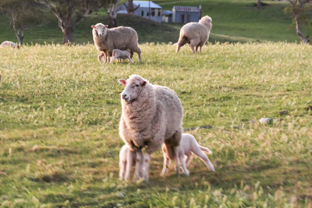 春天草原民居羊群牧场