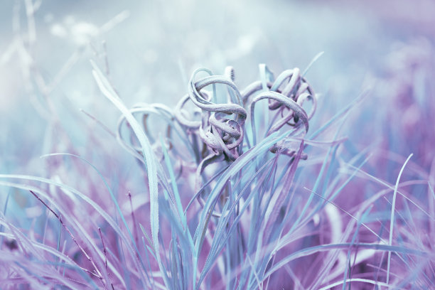 蓝紫色户外婚礼设计