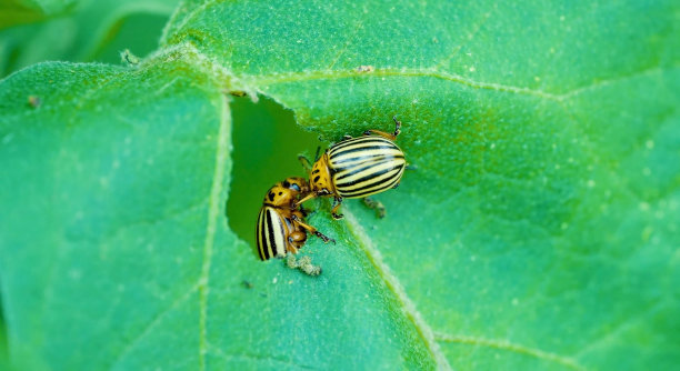 植物上的蟑螂幼虫