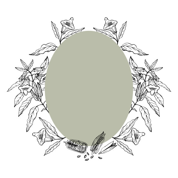 黑芝麻包装插画